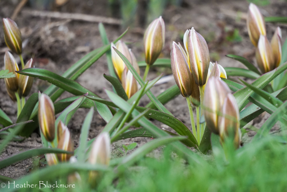closed Tarda species tulips