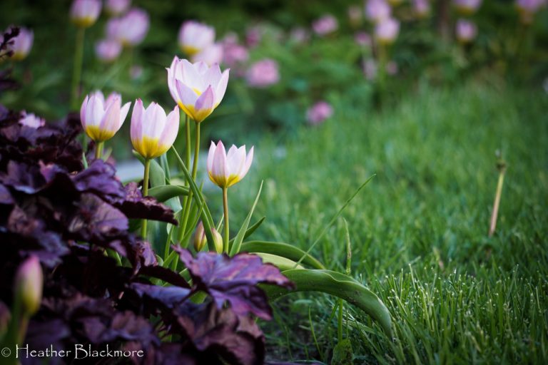 species tulips with heuchera