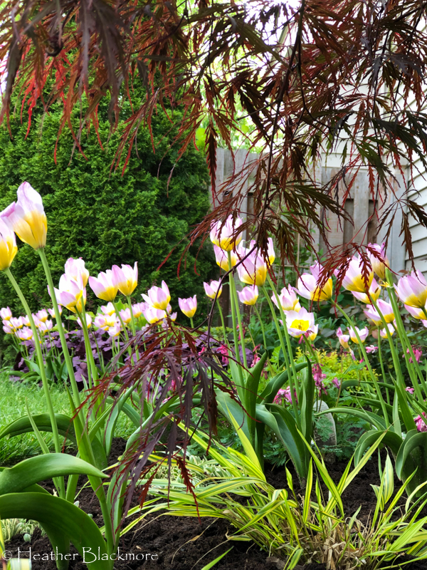 Lilac Wonder species tulips with Japanese maple