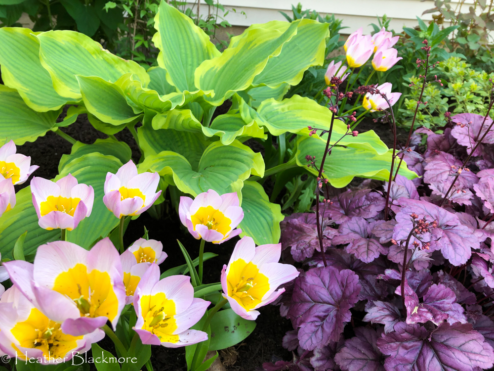 Species tulips with heuchera and hosta