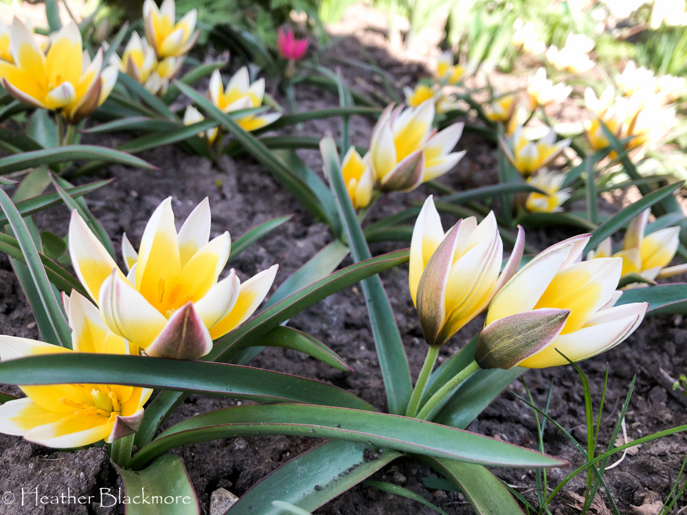 Tarda species tulips