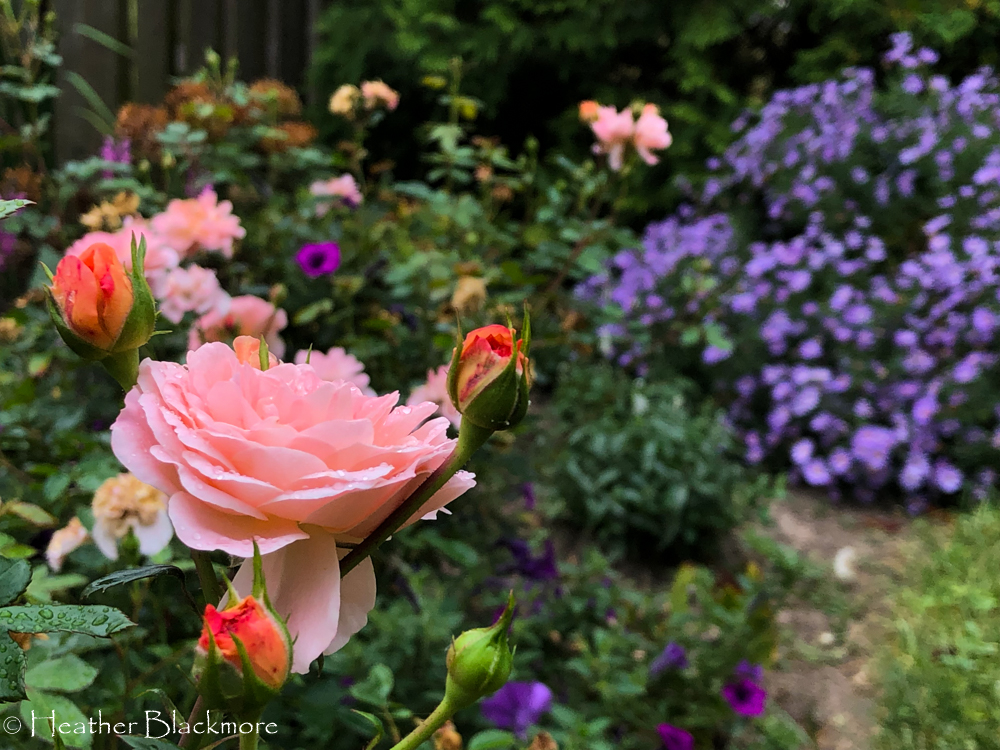 carpet roses