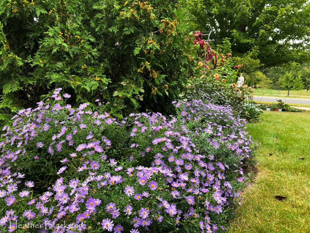 Asters