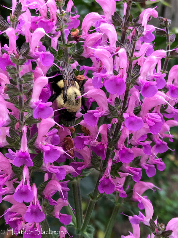 Back to the Fuchsia salvia
