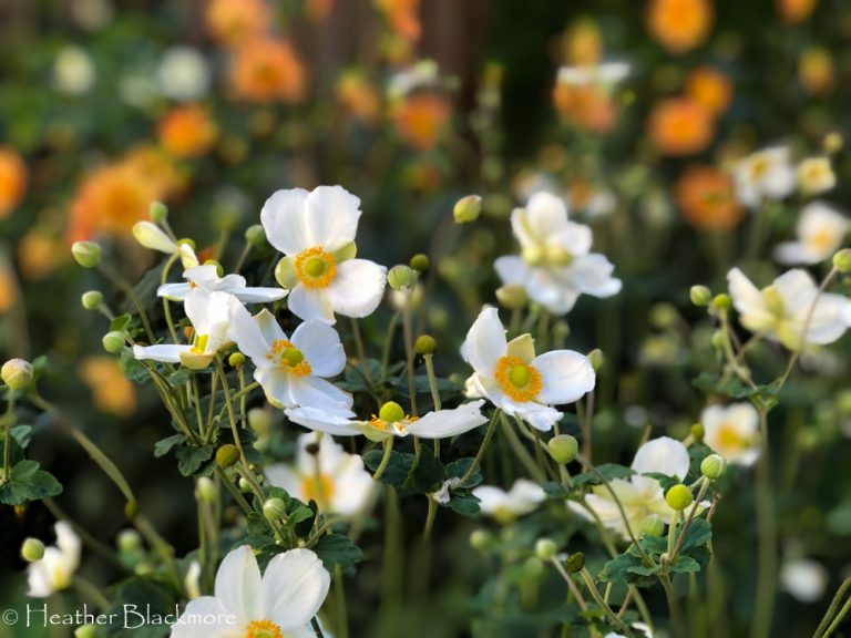 Japanese Anemone 'Honorine Jobert'