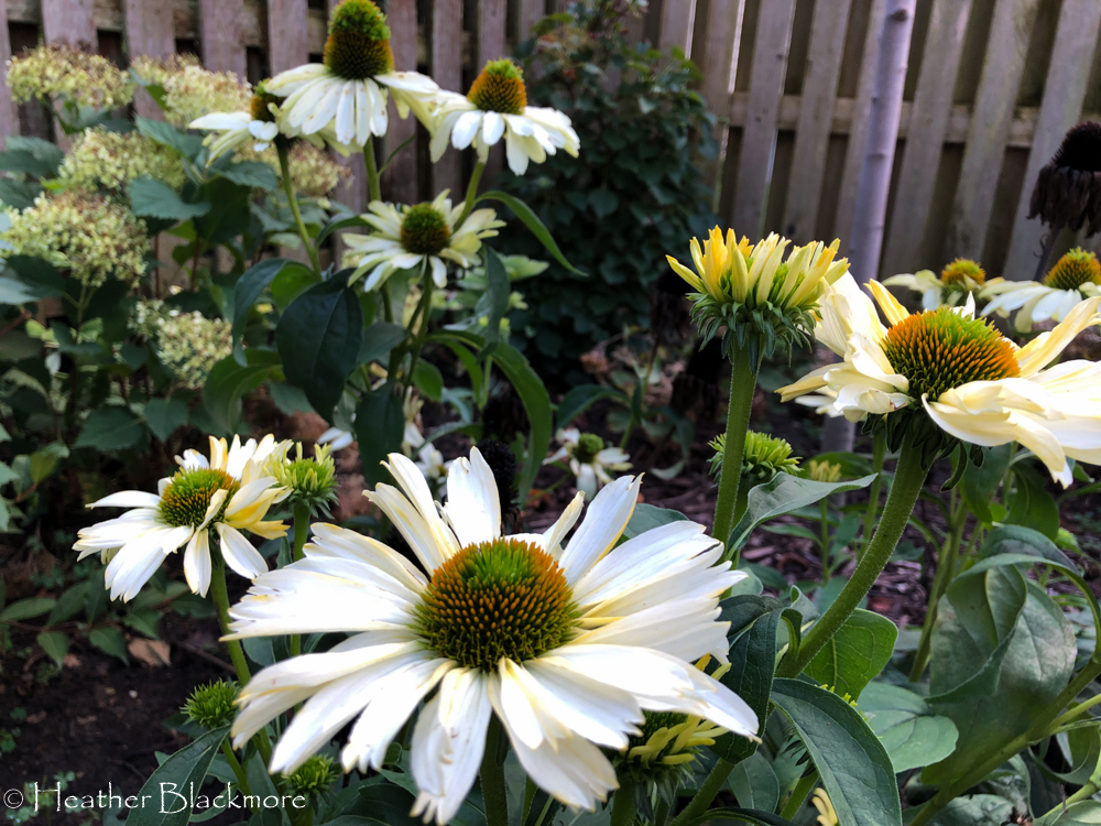 the price is white echinacea