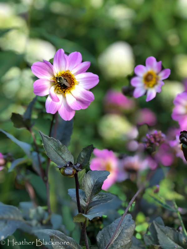 Bishop of Dover dahlia with bumble bee