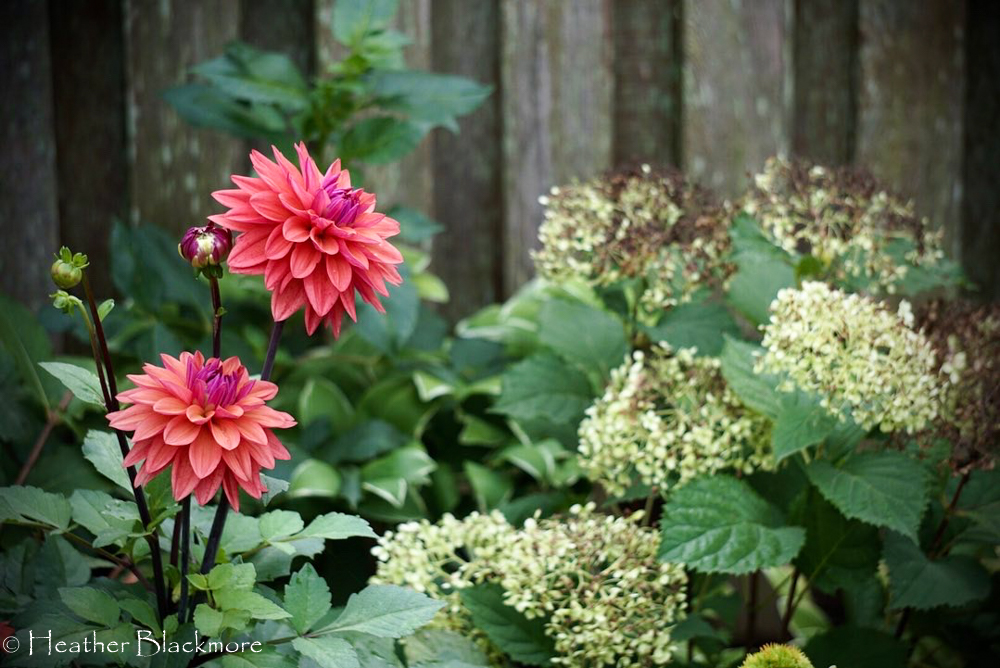 American Dawn dahlias