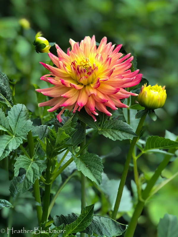 Felida Solar Flare dahlia