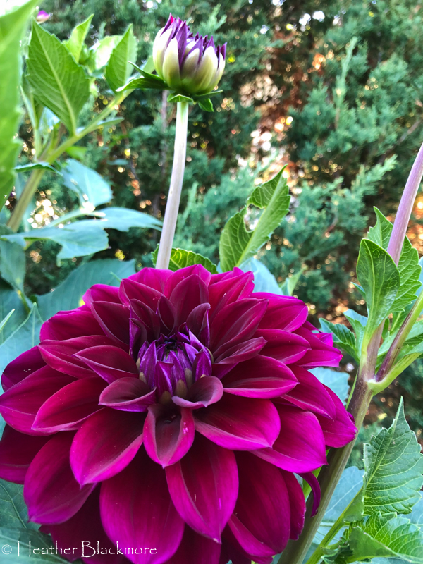 Diva dahlia
