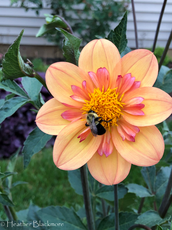 Kelsey Annie Joy dahlia with bumble bee