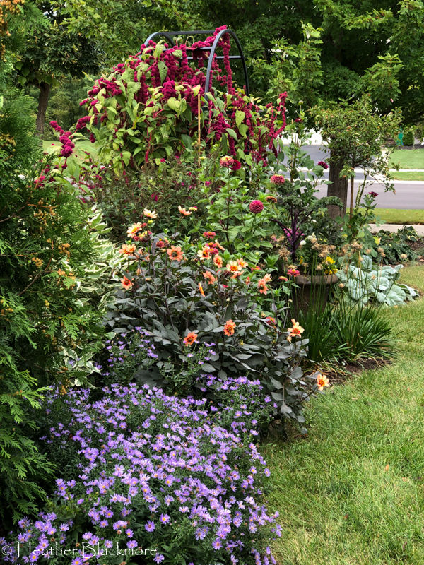HS Date dahlias