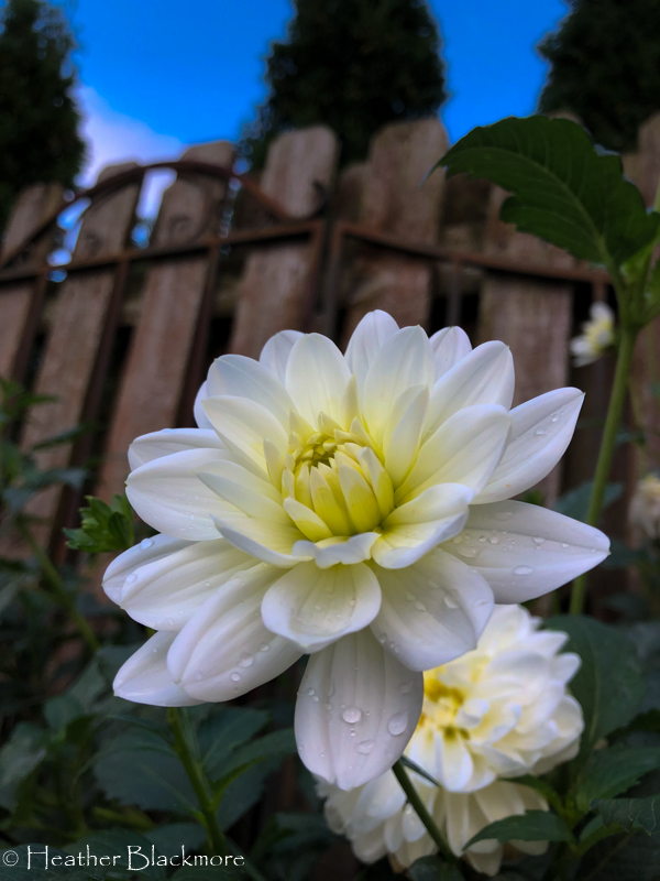 White Onesta dahlia