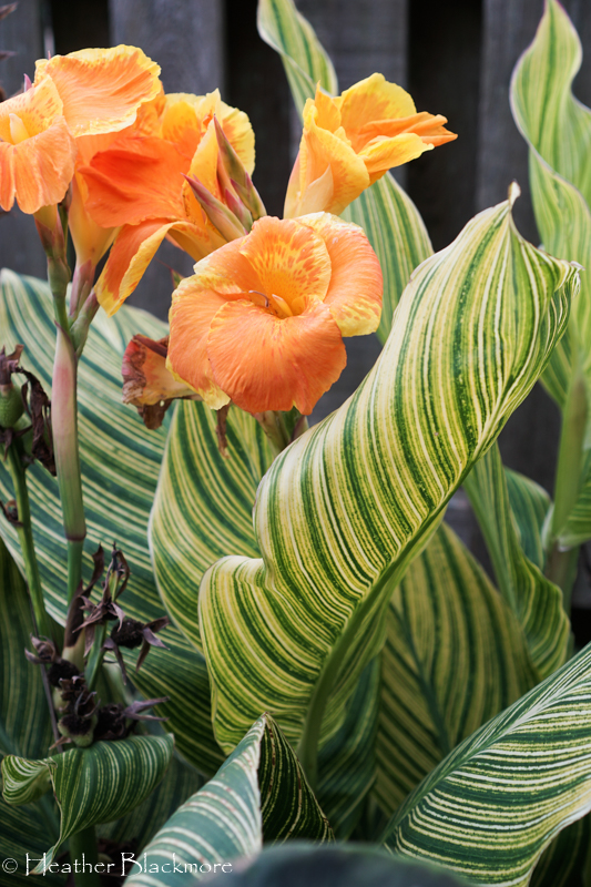 Pretoria canna