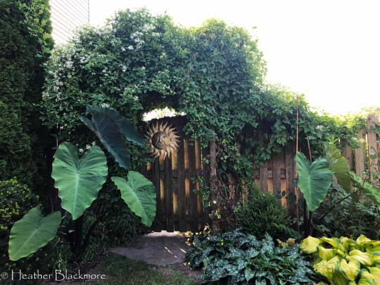 Colocasia