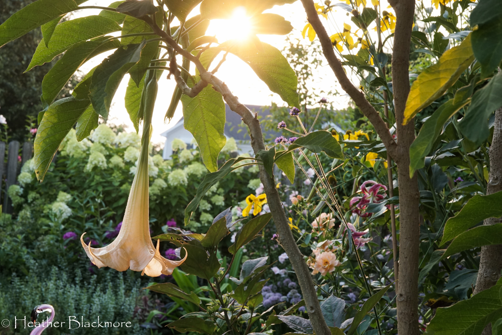 Brugmansia or Angels Trumpet