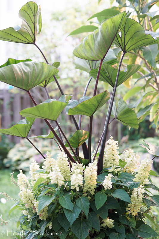 Colocasia