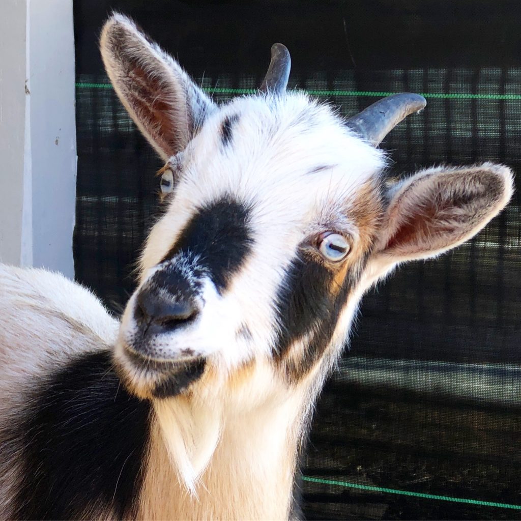 Navarro Farm goat