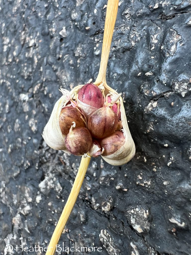 Garlic bulbils
