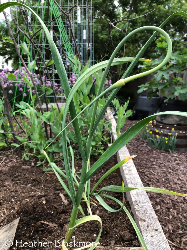 Garlic Scape