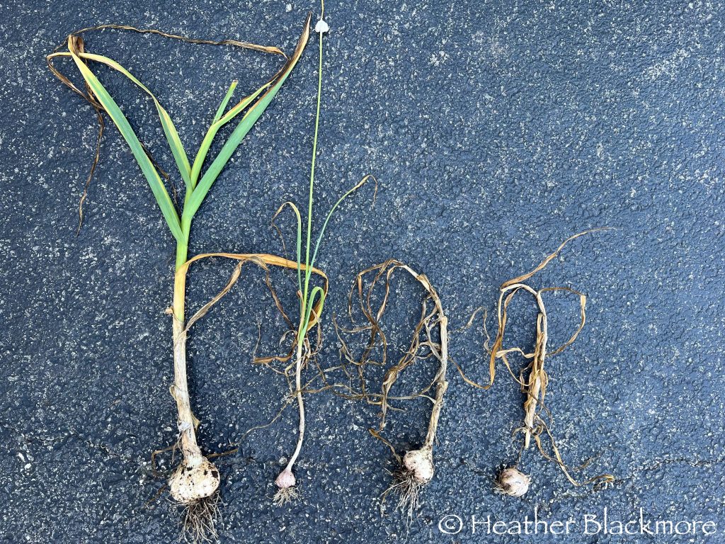 Garlic comparison