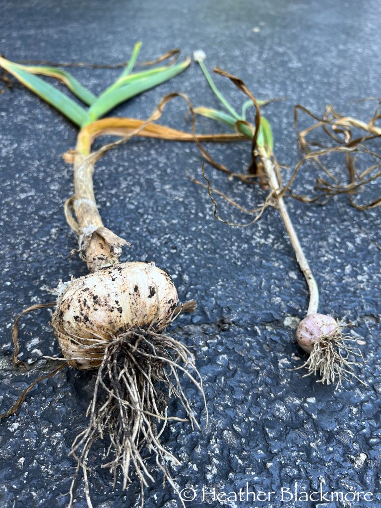 Garlic bulb comparison
