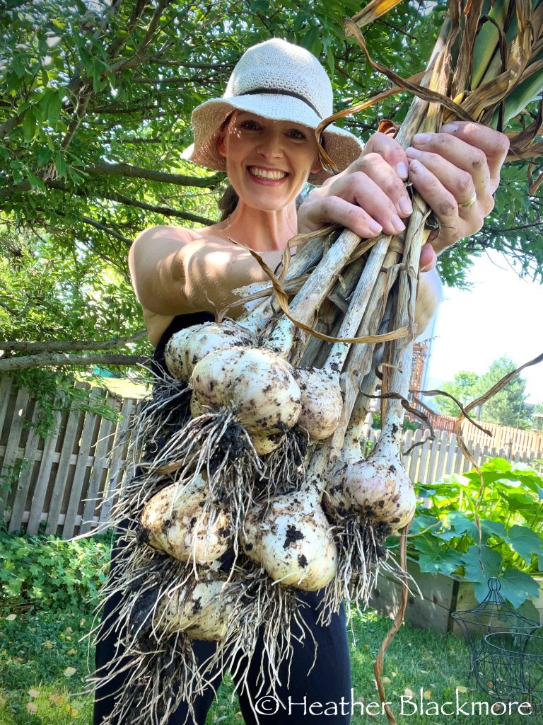 my garlic
