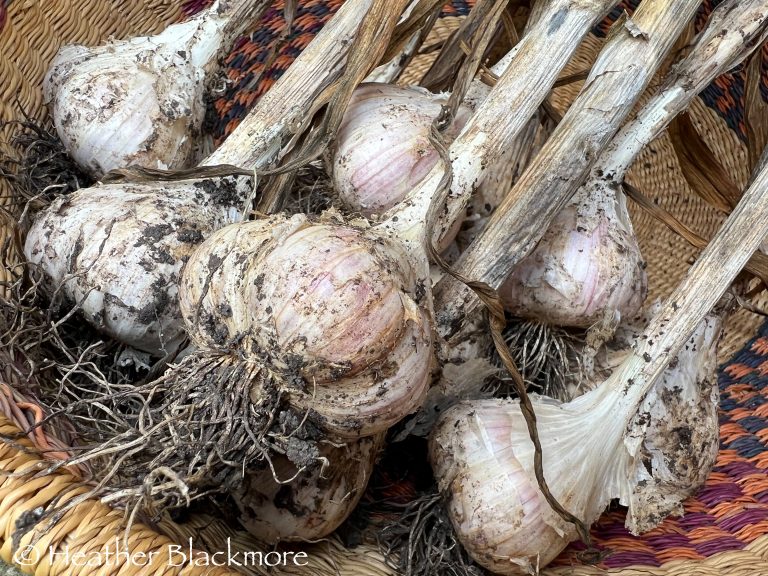 Garlic