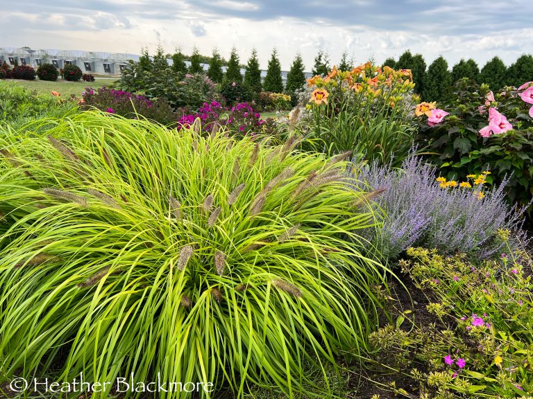 ornamental grass