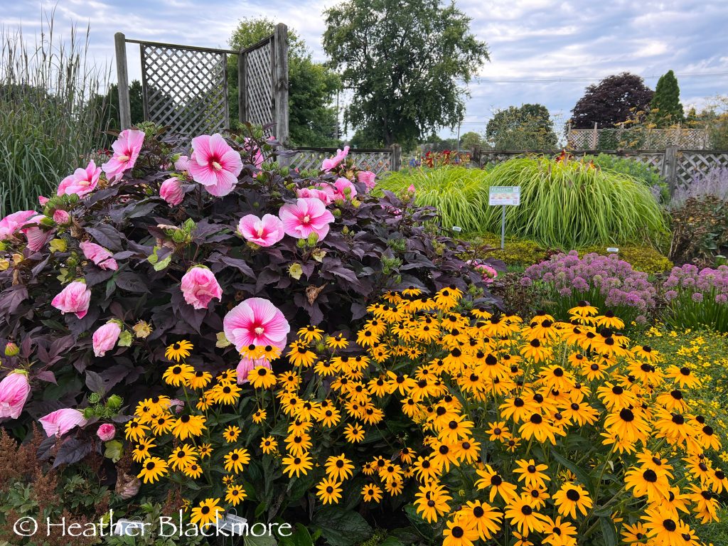 hibiscus and rudbeckia