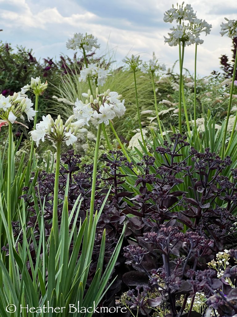 Black and white plants