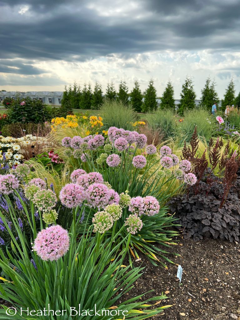 Allium Bubblebath