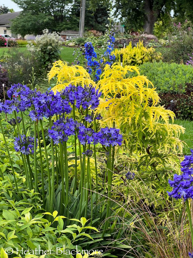 blue and yellow combo