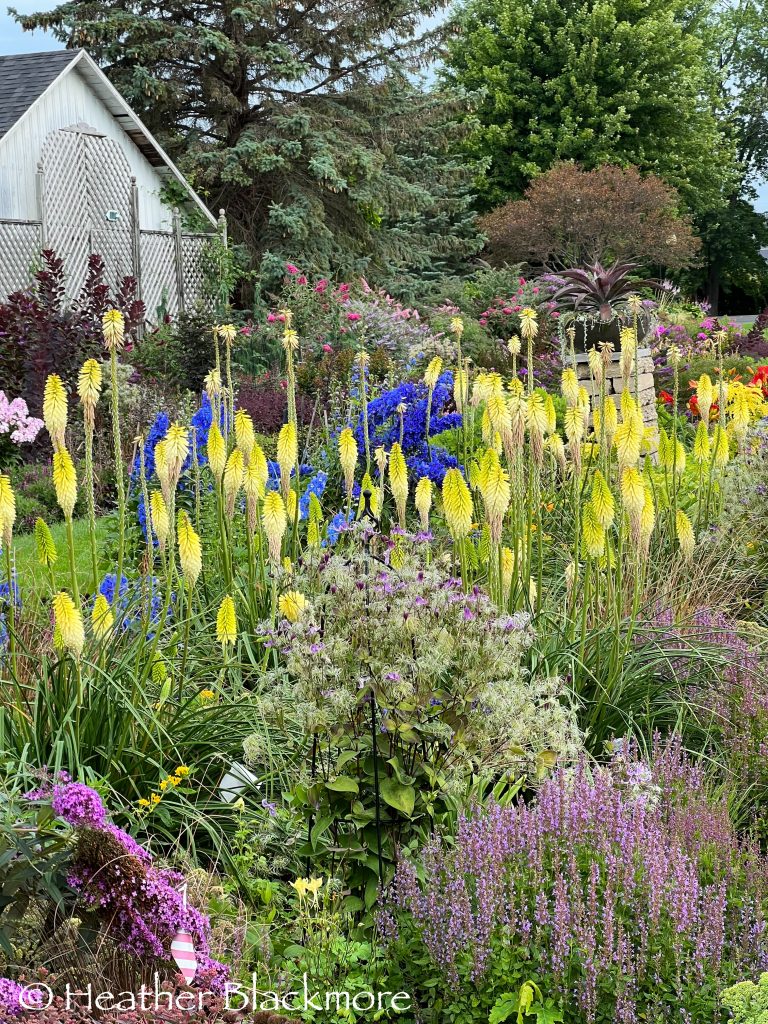 kniphofia