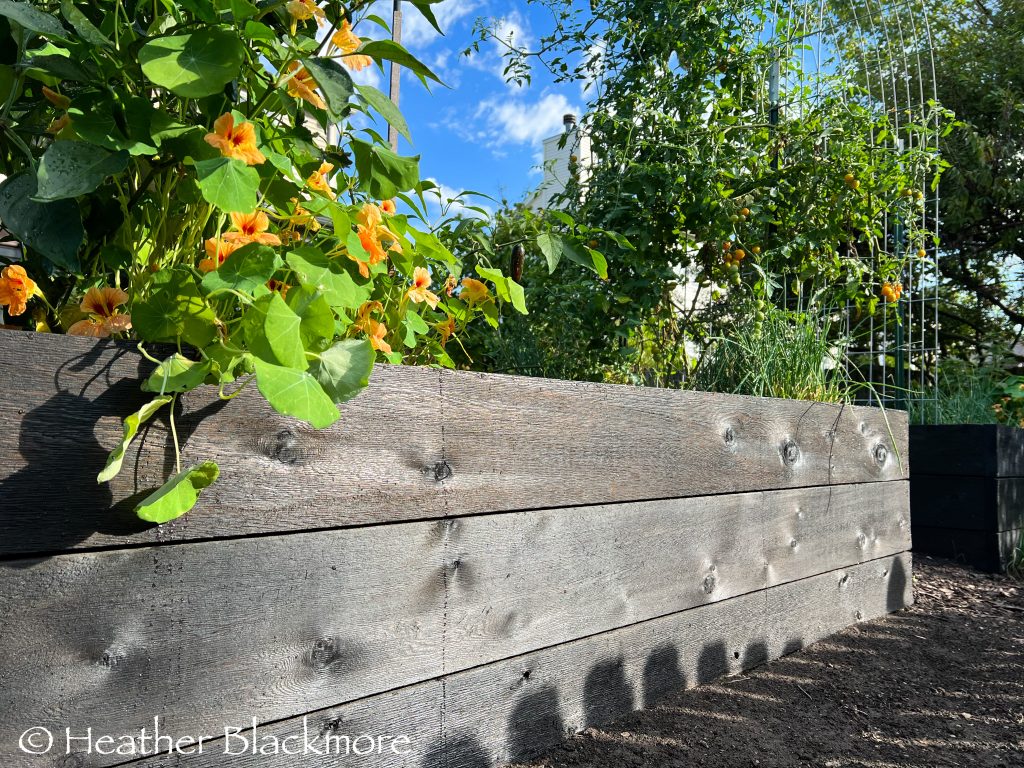 stained raised beds