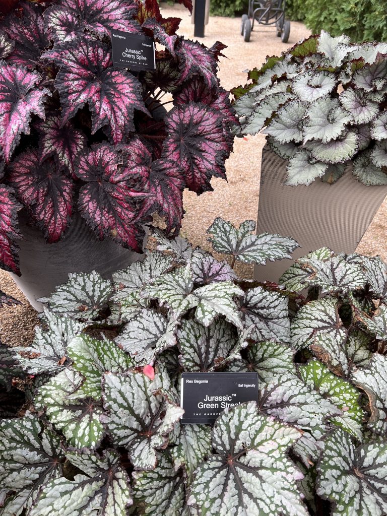 Rex begonia