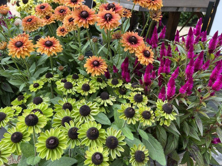 August series Rudbeckia