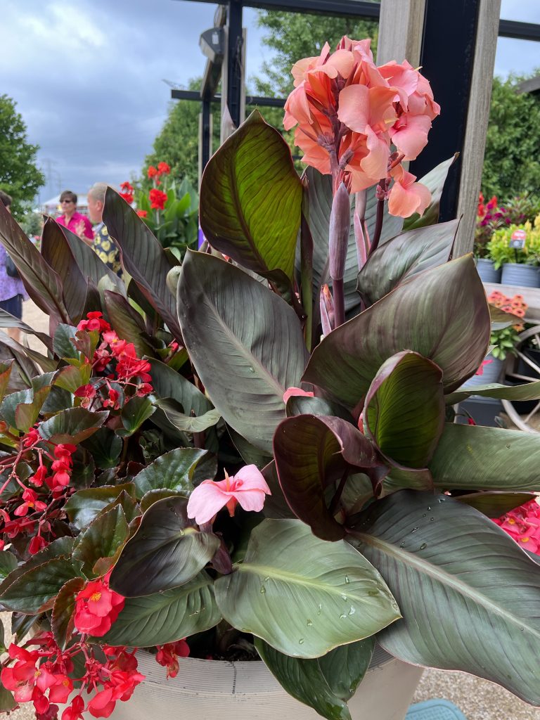 Canna Cannova Bronze Peach