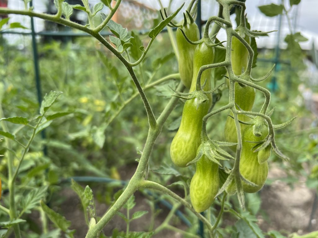Tomato Sun Dipper
