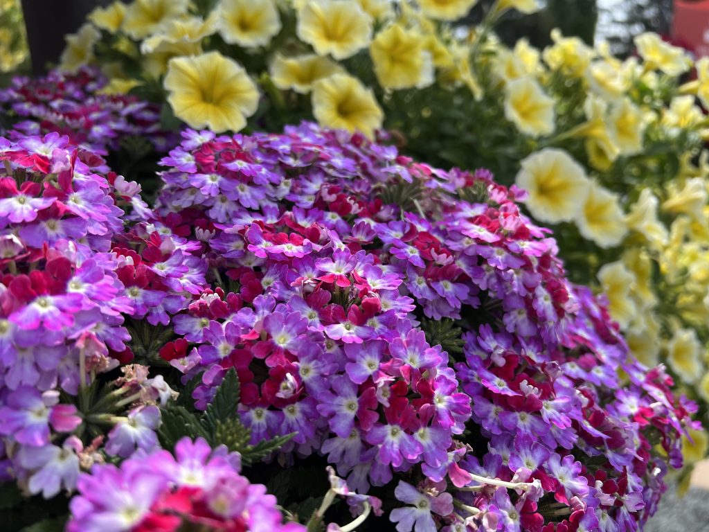 Verbena