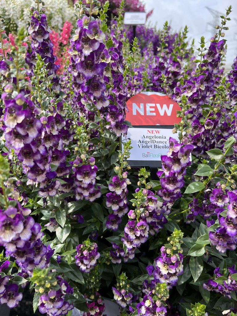 Angelonia