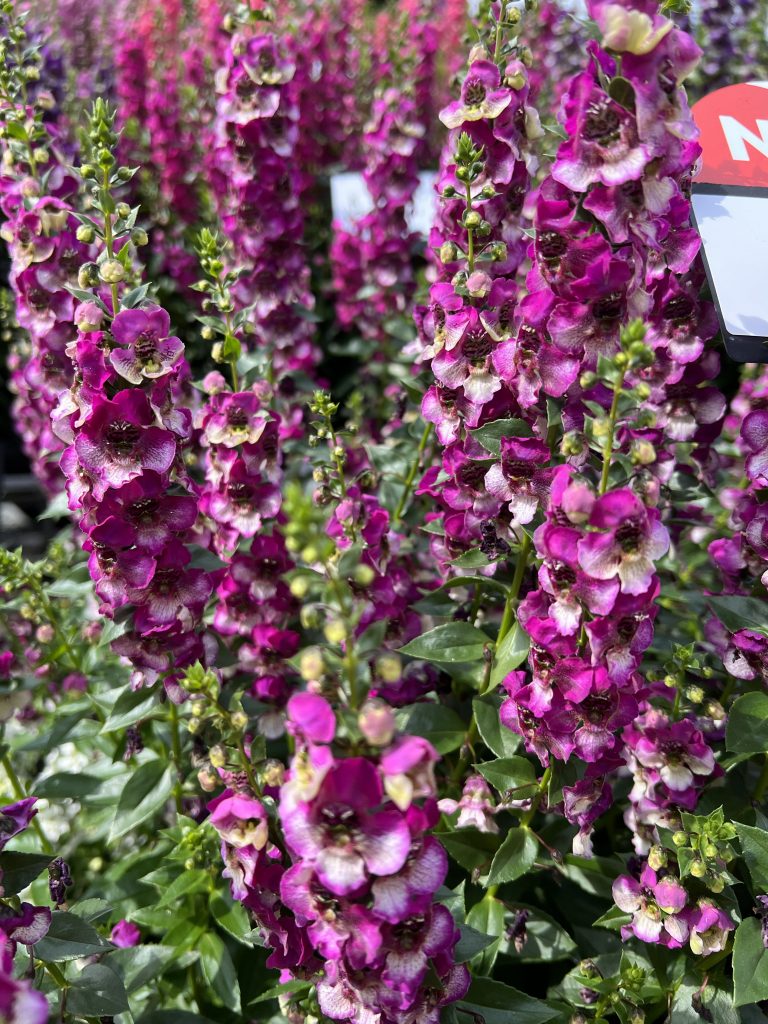 AngelFace Angelonia