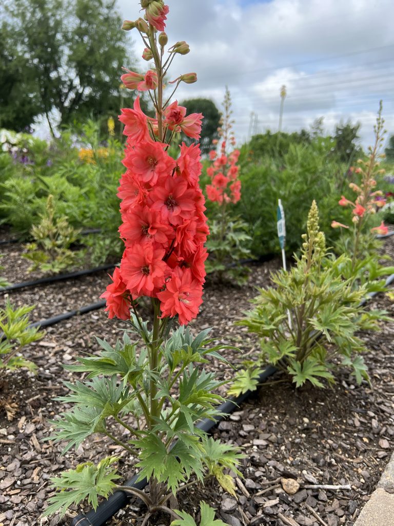 Delphinium Red Lark