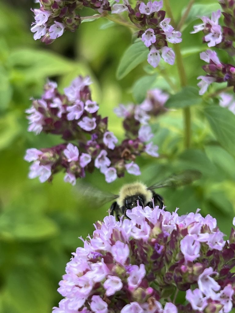 Drops of Jupiter oregano with a bumble bee