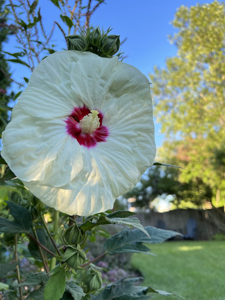 French Vanilla hibiscus