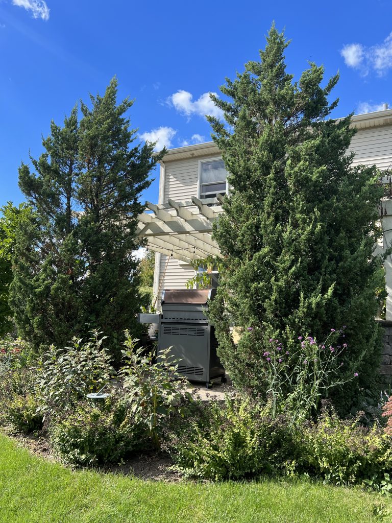 Side view of junipers