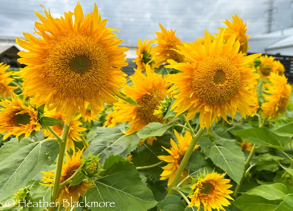 Fluffy sunflowers