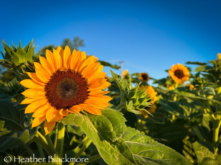Sunflowers