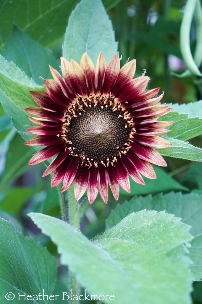 Strawberry Blonde Sunflower