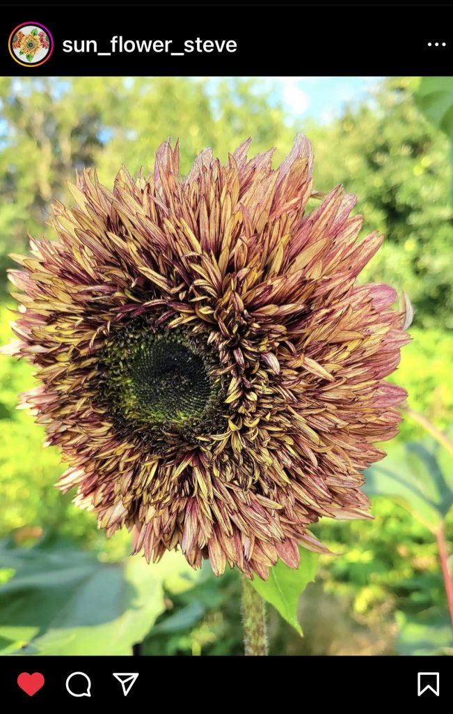Sunflower Steve Seed Company